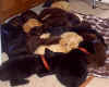 18 pups in one pile-1.JPG (37035 bytes)